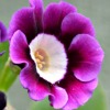Auricula Ellen Thompson - Abriachan Nurseries
